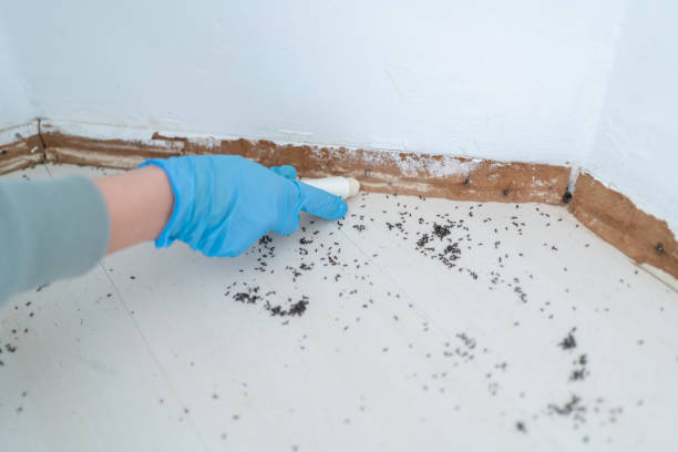 Best Pest Prevention Services  in Willimantic, CT